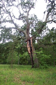 The oak tree in May 2003