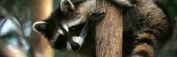 Raccoon peeking around a tree.