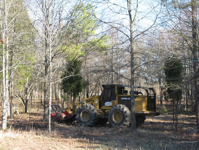 A GyroTrac performs mechanical fuel reduction at Cowpens National Battlefield.
