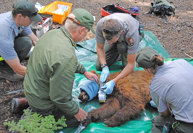Park Biologists Attach a GPS Collar to a Tranquilized Black Bear