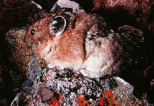 pika