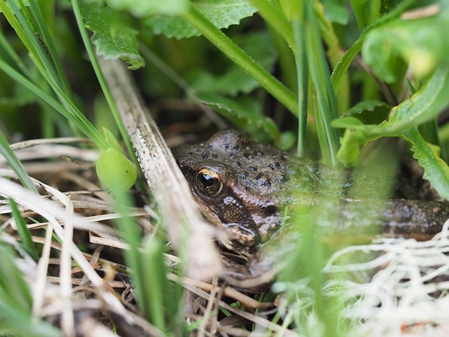 A cascades frog, Rana cascadae, is hidden by a meadow's spring growth.