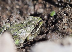 a darkish green Pacific tree frog with with a black eye strip sits in mud