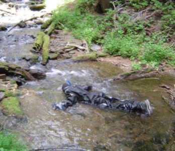 bull trout snorkeling