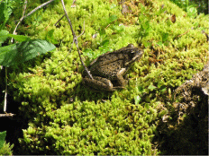 Cascades Frog sitting on a mound of green and yellowish moss