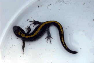 long-toed salamander
