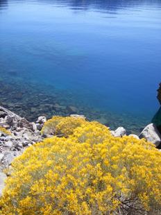 Shore of Crater Lake at Cleetwood Cove with Rabbitbrush.