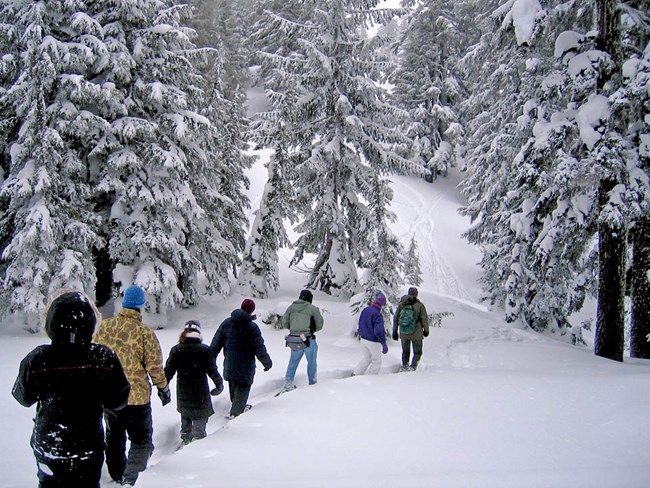 Ranger and Visitors Snowshoeing through the Forest