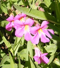 Trailside flowers