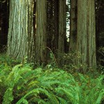Coast redwood trunks flanked by sword ferns