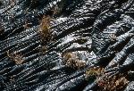 ropy pahoehoe 1