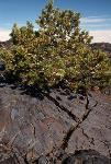 limber pine on blue dragon