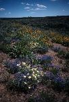 wildflower community