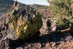 lichen