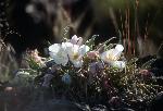 evening primrose