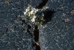 syringa in crack