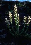 scabland penstemon