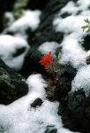 paintbrush in snow
