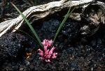 wild onion