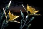blazing star
