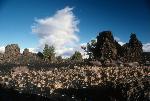 Devils Orchard 1