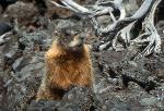 marmot