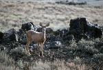 mule deer 2