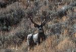 mule deer 1