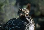 red squirrel