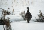 sage-grouse