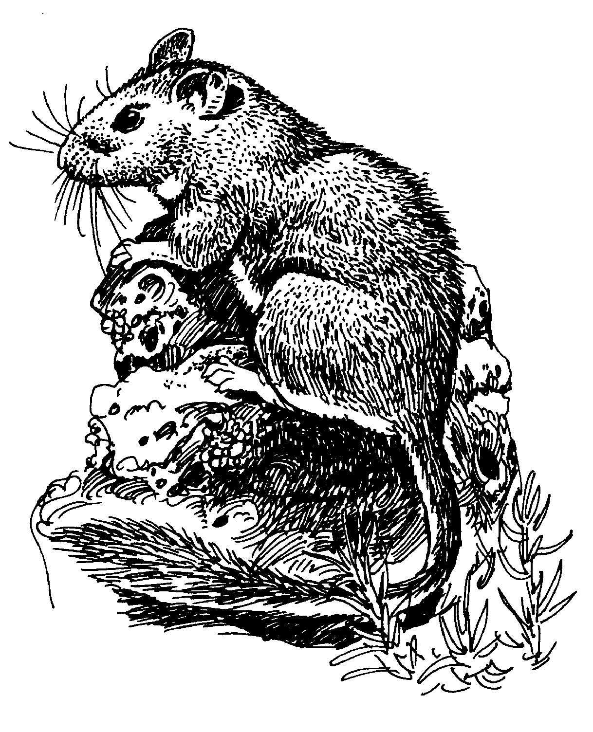 wood rat