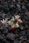 sprouts