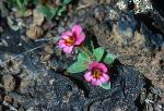 dwarf monkeyflower