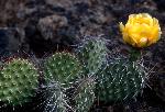 prickly pear