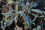 silver leaved phacelia in frost