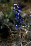 larkspur
