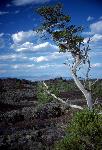 Devils Orchard pine