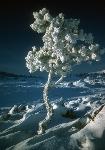 winter rime tree