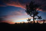 sunset tree