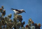 gray bird on tree