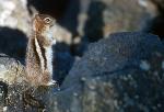 ground squirrel