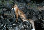 red fox kit 2