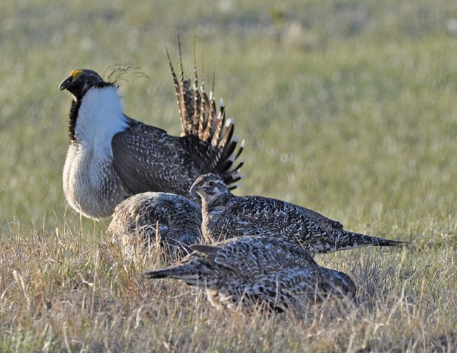 a male sage grouse standing next to three females