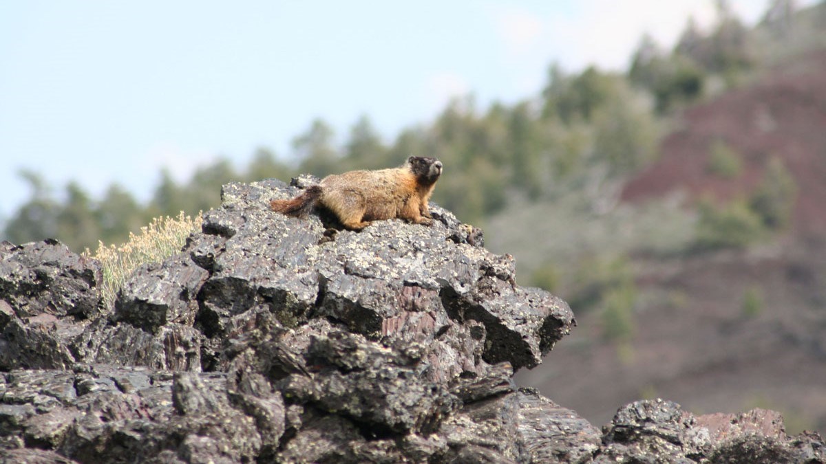 a marmot lying on a pile of dark rocks