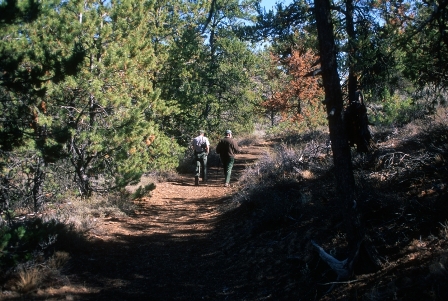 limber pine forest