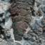 tree mold