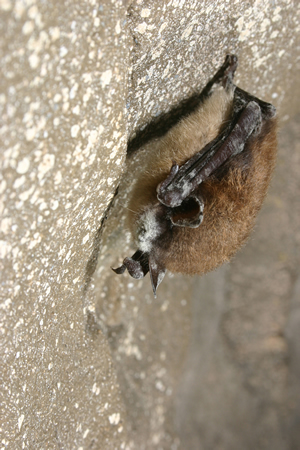 Little brown bat with white nose syndrome