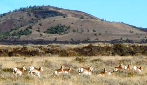 Pronghorn migration