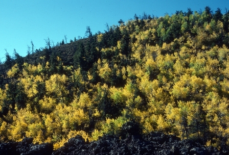 Autumn aspen trees