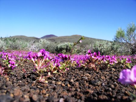 monkeyflower